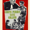 Chiens perdus sans collier - Image 4